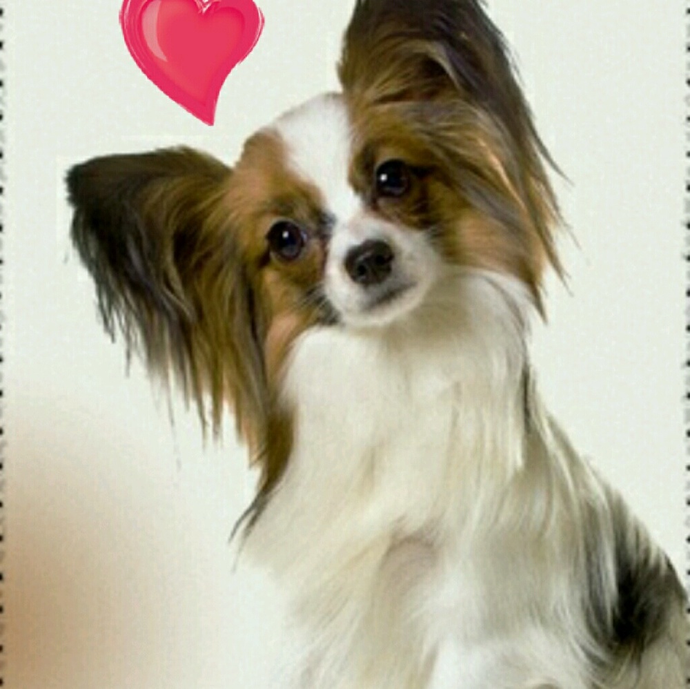 Meet your Posher, Sylvia